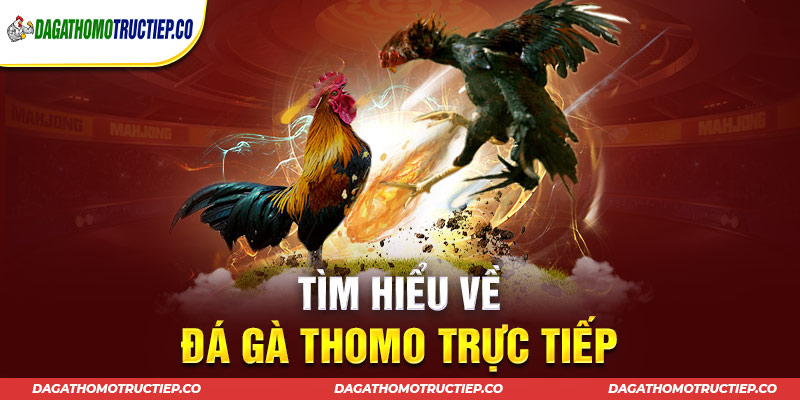 Tìm hiểu chi tiết định nghĩa về đá gà Thomo trực tiếp