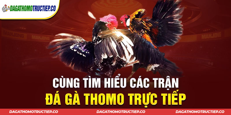 Thưởng thức các trận đá gà Thomo kịch tính trực tiếp 24/24