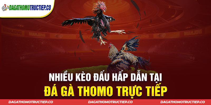 Đá gà Thomo mang đến nhiều “kèo thơm” hấp dẫn 