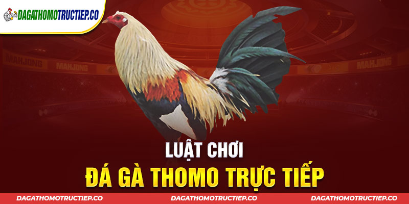 Luật chơi đá gà Thomo trực tiếp mới nhất