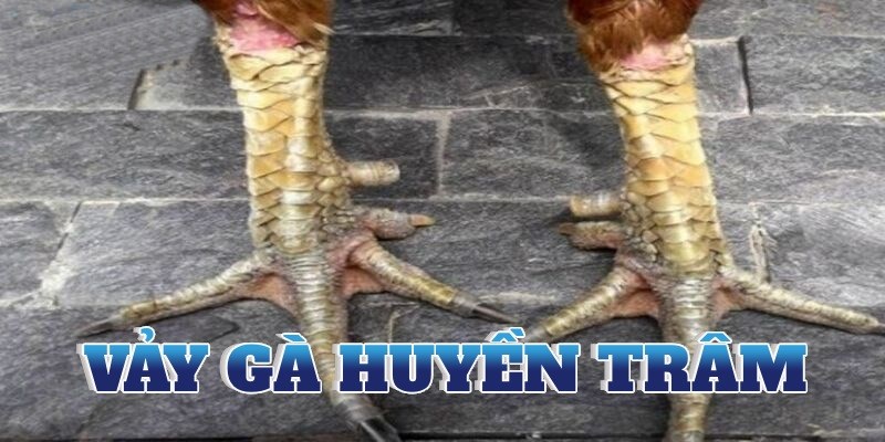 Sơ lược thông tin xoay quanh vảy gà huyền trâm được ưa chuộng hiện nay