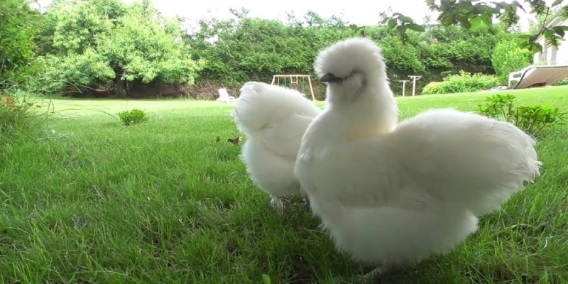 Tổng thể cân nặng của giống Silkie