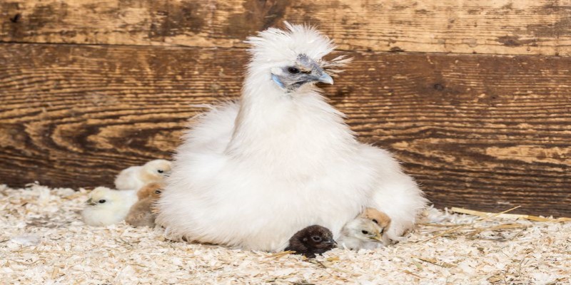 Mức độ sinh sản của Silkie từ 3 quả trở lên