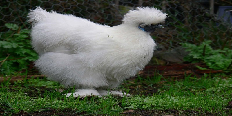 Giống Silkie nguồn gốc ở Trung Quốc 