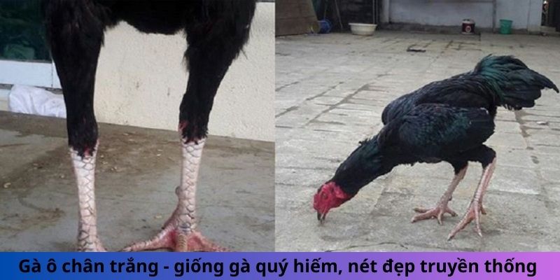 Gà ô chân trắng