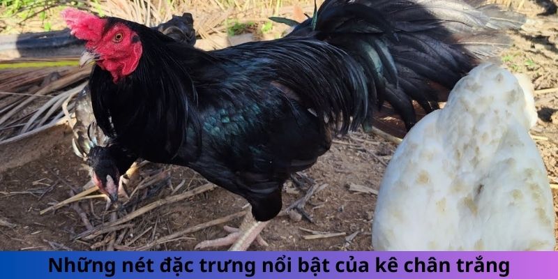 Những nét đặc trưng nổi bật của kê chân trắng