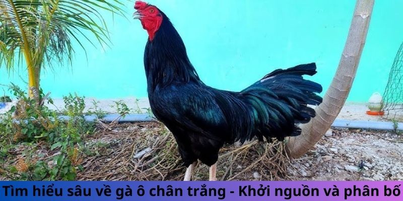 Tìm hiểu sâu về gà ô chân trắng - Khởi nguồn và phân bố