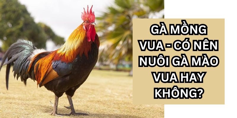 Kiến thức về một số phương pháp xử lý mào hiệu quả nhất