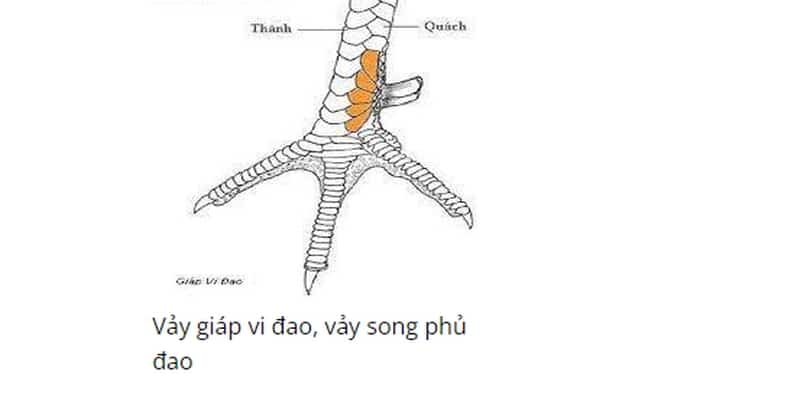 Vảy giáp vy đao tạo nên sự độc đáo về thẩm mỹ